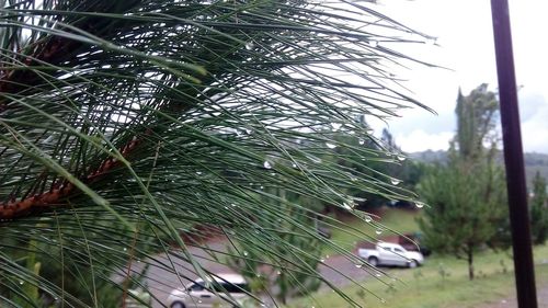 Plants growing on tree