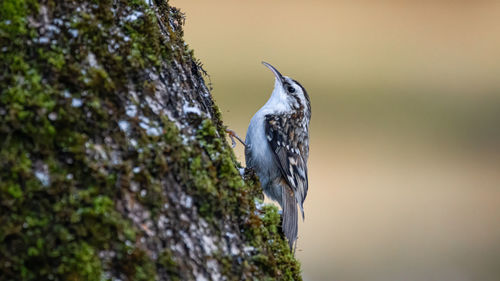 Close-up of bird perching on a tree