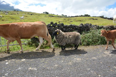 Horses standing in a field