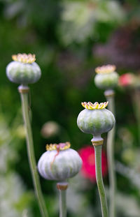 Close-up of flower buds growing on field