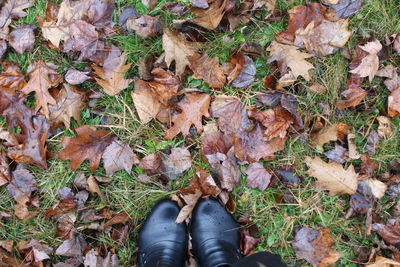 Low section of person standing on dry leaves in park