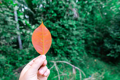 Close-up of hand holding orange leaf