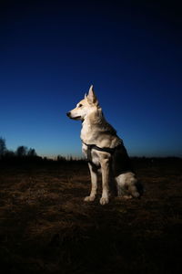 Dog looking away on field against sky