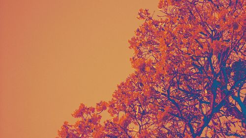 Full frame shot of red leaves