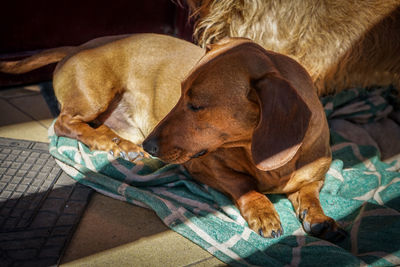 Close-up of dog sleeping