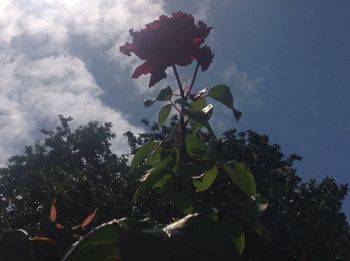 Low angle view of trees against sky