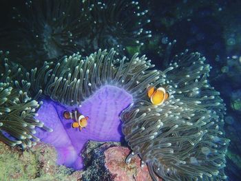 Fish underwater