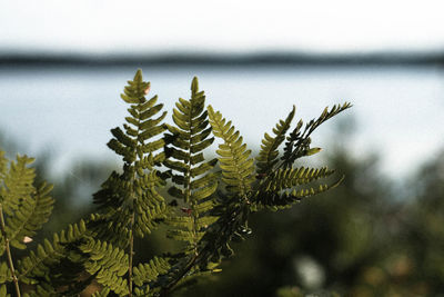 Close-up of pine tree leaves