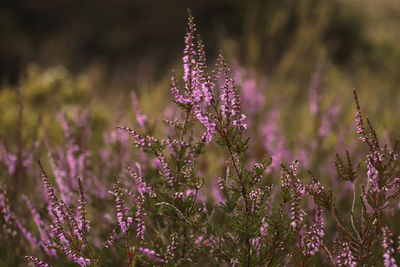 Close-up of purple flowering plant on field