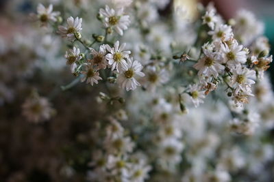 Close-up of cherry blossoms