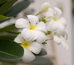 Close-up of white flowering plant