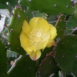 Close-up of yellow flowers