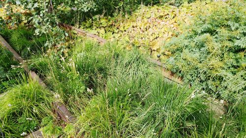 High angle view of plants growing on field