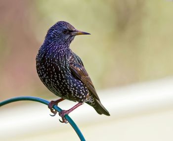 Close-up of bird perching on railing