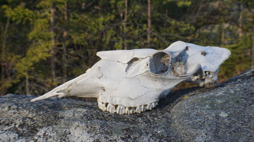 Close-up of elk skull on rock