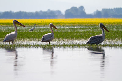 Ducks on a lake