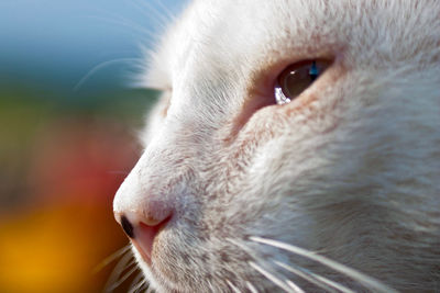 Close-up of cat looking away