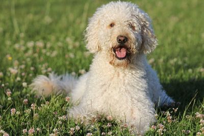 Close-up of labradoodle on field