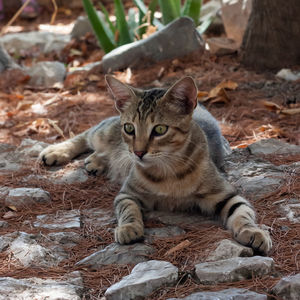 Portrait of a cat on field