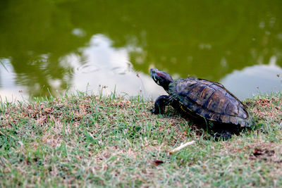 Close-up of tortoise on grass by lake