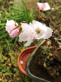 Close-up of flower blooming outdoors