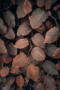 Close-up of leaves