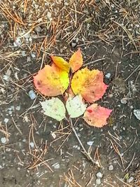 Close-up of maple leaf on ground