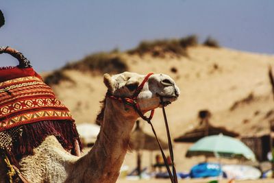 Close-up of a horse on sand