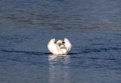 A graceful mute swan - cygnus olor