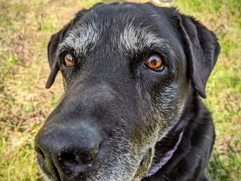 Close-up of black senior dog