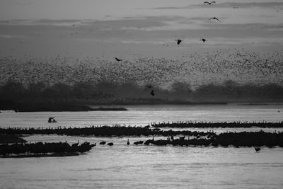 Birds flying over sea