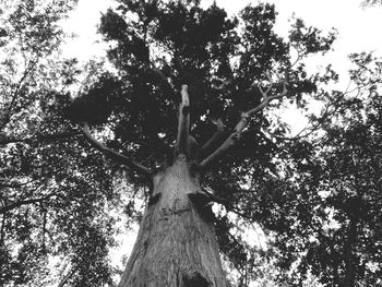 Low angle view of trees