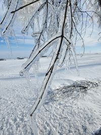 Ice chimes. ice covered tree branches from an ice storm in south dakota.