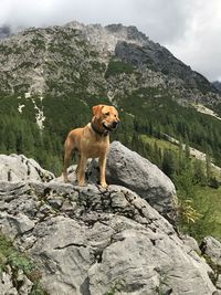 Dog standing on rock against sky