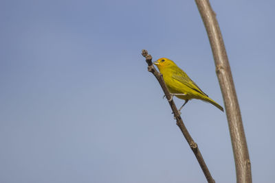 Bird perching on a tree