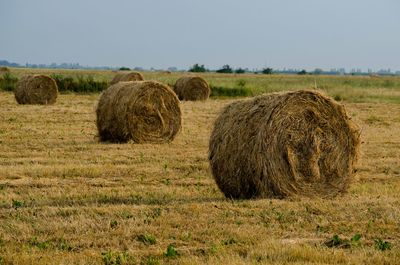 Scenic view of rural landscape