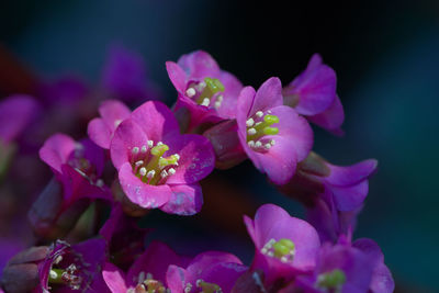 Bergenia crassifolia, aka korean elephant's ears are shown in this macro image of brilliant pink