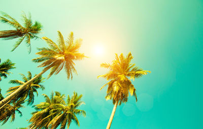 Low angle view of coconut palm tree against clear sky