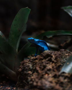 Close-up of blue little frog