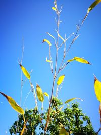 Low angle view of tree against clear blue sky