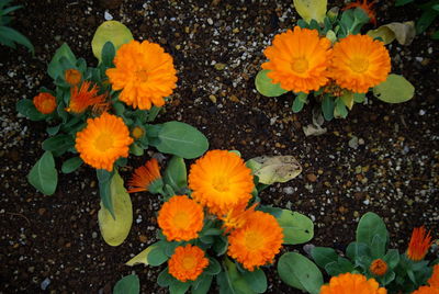 High angle view of yellow flowers blooming outdoors