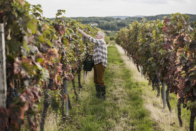 Senior man picking grapes amidst vineyard