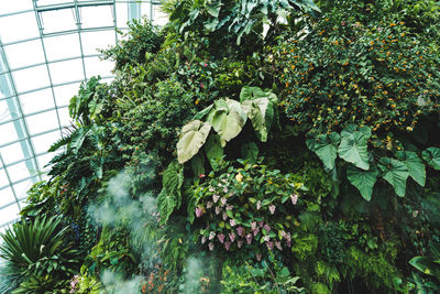 Low angle view of ivy growing on tree