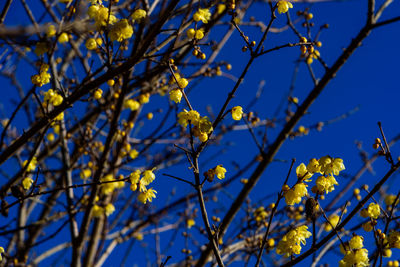 Low angle view of flowering plants against blue sky