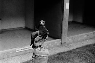 Bird perching outdoors