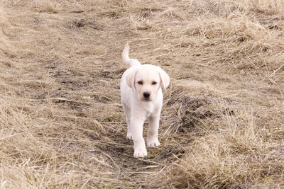 Portrait of dog on field