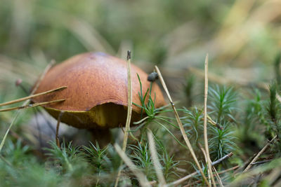 Close-up of a mushroom