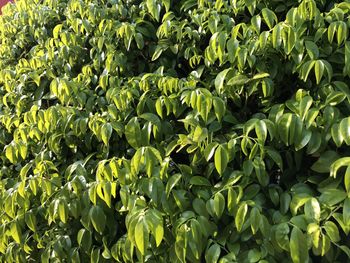 Full frame shot of fresh green leaves