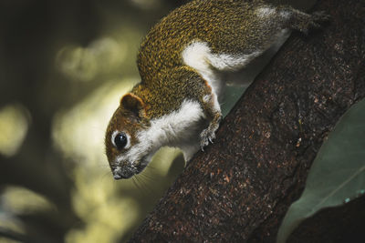 Close-up of squirrel on tree trunk