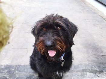 Close-up portrait of black dog